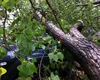 Fenomenul periculos care face ravagii în ţară. Alertă ANM de ultimă oră pentru mai multe judeţe