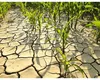 Canicula usucă România și afectează grav agricultura. Ministrul Mediului: Ne confruntăm cu o secetă severă, iar previziunile nu sunt optimiste