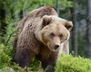 Tragedie în județul Brașov. Bărbat ucis de urs, soția lui a scăpat la limită. Ce a făcut femeia pentru a se salva de furia animalului