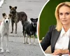 Firea pune câinii pe Nicuşor Dan: Problema animalelor fără stăpân din Bucureşti rămâne de actualitate şi, în orice moment, viaţa oamenilor poate fi pusă în pericol