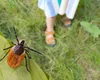 Trucul simplu care te scapă definitiv de căpușe și țânțari. Nu vei mai avea probleme cu aceste insecte