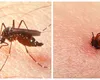 Crește numărul infecţiilor cu virusul West Nile în acest sezon. Încă patru persoane, infectate în ultima săptâmână