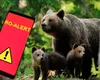 Mesaj RO-Alert în Sinaia, după ce a fost semnalată prezenţa unui urs