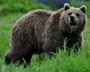 Tânăr ucis de urs în Sibiu. Primarul face acuzații: „Acționăm pompieristic. Populația de urși trebuie ținută sub control pe termen lung”