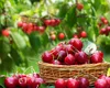 Cât costă un kilogram de cireșe direct de la producător. Producția a fost influențată de înghețul din primăvară