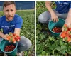Oferta perfectă la cules de căpșuni! Un utilizator TikTok, dezamăgit de lipsa forței de muncă, oferă căpșuni gratis celor care vin la strâns
