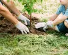 Copacii pe care trebuie să îi plantezi neapărat în curtea ta! Te protejează de căldură și oferă cea mai bună umbră