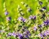 Pennyroyal: Planta cu miros puternic care ține viespile departe de grădina ta