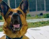 Proprietarul câinelui care a mușcat în Parcul Circului o femeie și pe fiica ei a fost reținut de Poliție