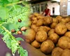 Adevărul despre cartofii românești. Sunt sau nu mai sănătoși decât cei din Grecia și Egipt?