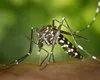 Alertă în România: ţânţarul tigru a ajuns la noi în ţară. Provoacă febra dengue, o boală care poate fi mortală