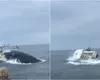 Imagini uimitoare! O balenă a răsturnat o barcă în ocean. Doi oameni au fost aruncați în apă