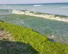 Dezamăgire uriașă pentru turiștii de pe litoralul românesc. Plajele sunt invadate de alge