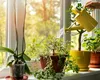 Plantele care te pot salva de caniculă în zilele toride de vară. Ce ar trebui să ai în apartament pentru a menține răcoarea