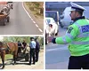 VIDEO Imagini incredibile cu un căruţaş vitezoman din Târgovişte