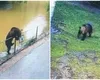 Un urs sălbatic a omorât o căprioară într-un parc Zoo din Târgu Mureș. A fost filmat cum se plimbă în timpul nopții VIDEO