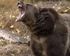S-a votat în Parlament. Liber la vânat urşi şi şacali agresivi / Amenzi uriaşe pentru cei care hrănesc urşi