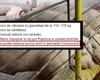 Porci rezervaţi cu două luni înainte de Crăciun. Cât costă acum kilogramul „în viu”