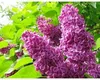 Cea mai bună perioadă în care să plantați liliacul, pentru ca grădina să miroasă parfumat tot sezonul cald