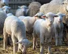 ANSVSA, sprijin pentru crescătorii de animale, în contextul restricțiilor impuse de focarul de pestă a micilor rumegătoare