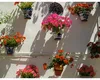 Când poți să scoți afară mușcatele. Cum să le îngrijești ca să te bucuri de flori frumoase toată vara