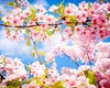 Prognoza meteo pentru 17 martie – 14 aprilie. Cum va fi vremea de Florii