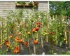 Ce legume pot fi cultivate în grădină, în aprilie, pentru o recoltă bogată