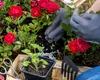 Cum poți avea în grădină cei mai parfumați trandafiri. Trucul folosit de grădinarii pricepuți