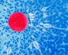 Infertilitatea, o provocare comună în cuplu – Cum ajută fertilizarea in vitro?
