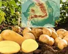 Această legumă produsă în România este vedetă pe piețele externe. Deși cererea este tot mai mare, producția românească a intrat în declin