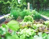 Mai este luna ideală pentru plantări. Vezi ce legume să semeni acum, ca să ai o recoltă abundentă în sezon