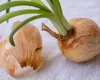 Când se plantează ceapa – o legumă esențială în orice bucătărie