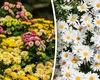 Ce flori se plantează în luna mai. Curtea ta va arăta precum o grădină botanică, de o frumusețe aparte
