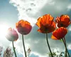 HOROSCOP VARA 2025. Zodiile care găsesc cornul abundenţei. Vacanţe luxoase, cumpărături non-stop şi câştiguri pe Bursă