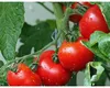 Cocktail natural pentru roșii mari și sănătoase. Secretul micilor fermieri