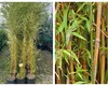 Planta pe care nu e bine să o aveți în curte. Distruge totul în jurul ei