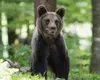 Un urs a fost văzut din nou pe străzile din Sinaia. A fost emis mesaj RO-ALERT