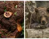 Se legalizează carnea de urs. Reacţie dură a ecologiştilor: „Braconierii vor fi mai puţin îngrijoraţi”