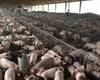 CEO-ul companiei „La Mircea Măcelaru” avertizează: „Am ajuns la 10% materie primă românească. Ar trebui să se interzică creşterea porcilor în gospodării”