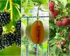 6 fructe cu creștere rapidă de care te poți bucura până la sfârșitul verii, dacă le plantezi în luna mai
