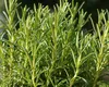 Planta care aduce norocul în casă. Ajută și la slăbit și face minuni pentru sănătate