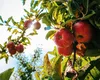 Cu ce să stropești pomii fructiferi la începutul verii. Metoda naturală și ieftină care funcționează de minune