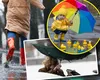Alerte cod galben de ploi torențiale și vânt puternic. Vezi harta cu zonele vizate