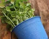 Unde și când se plantează busuiocul. Este aur curat pentru plantele din grădină