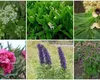 De ce nu e bine să ai aceste plante în curte. Ce nu ar trebui să plantezi niciodată în grădină