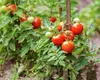Cum salvezi recolta de roșii. Ingredientele regăsite în bucătărie care te ajută