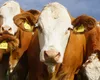 APIA simplifică accesul micilor fermieri la subvenţia de 100 euro/cap de animal. ANSVSA elimină un document de eligibilitate din dosar