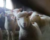 România ar putea relua curând exporturile de ovine. ANSVSA anunță o misiune urgentă de audit a experților europeni