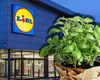 Cum îngrijești planta aromatică regăsită la Lidl. Costă 7 lei și o poți replanta acasă în ghiveci