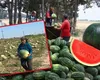 Cât trebuie să scoată românii din buzunar pentru faimoșii pepeni de Dăbuleni. La cultivatori, kilogramul costă 3 lei